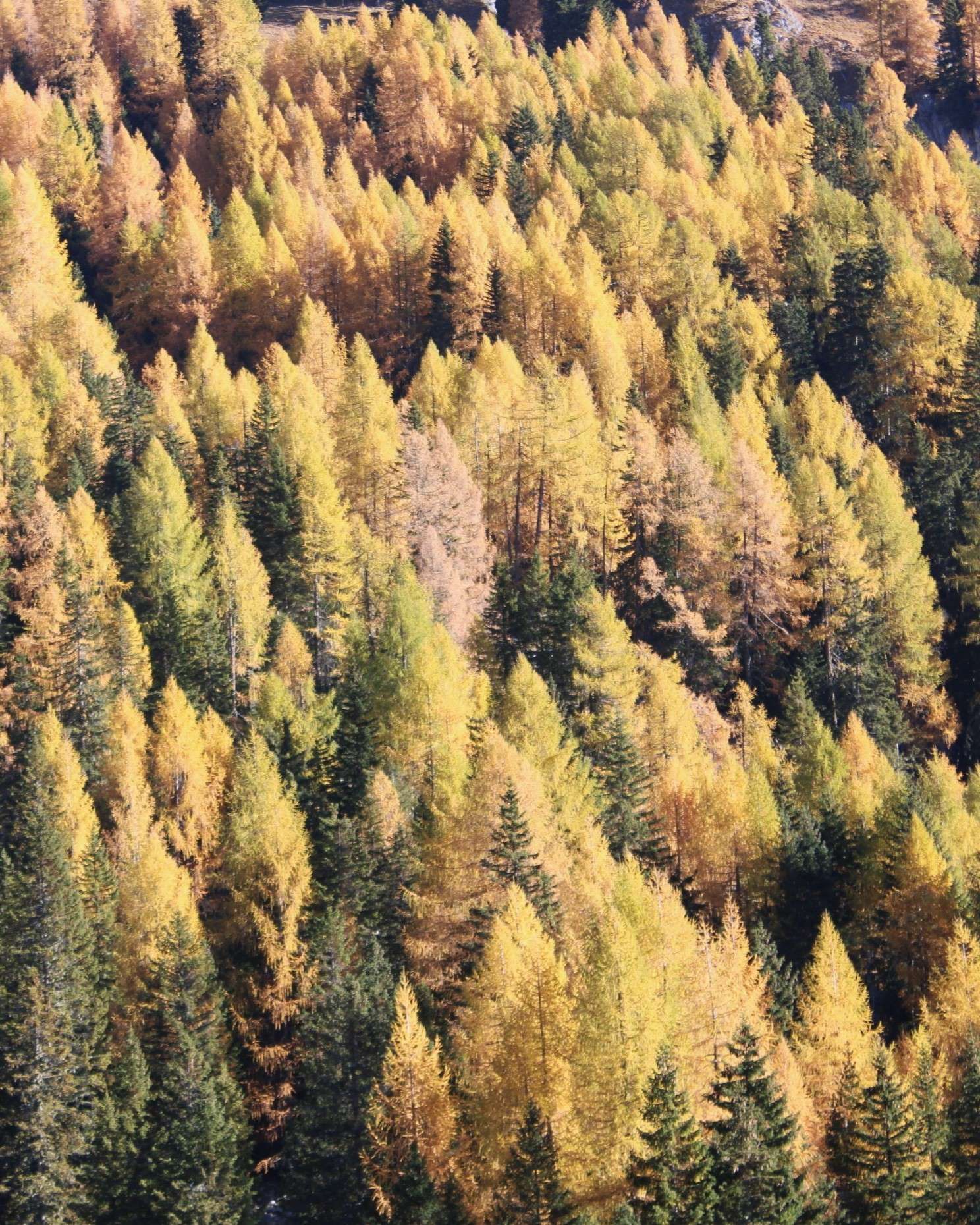 Bosco d'autunno-cortinadampezzo.it