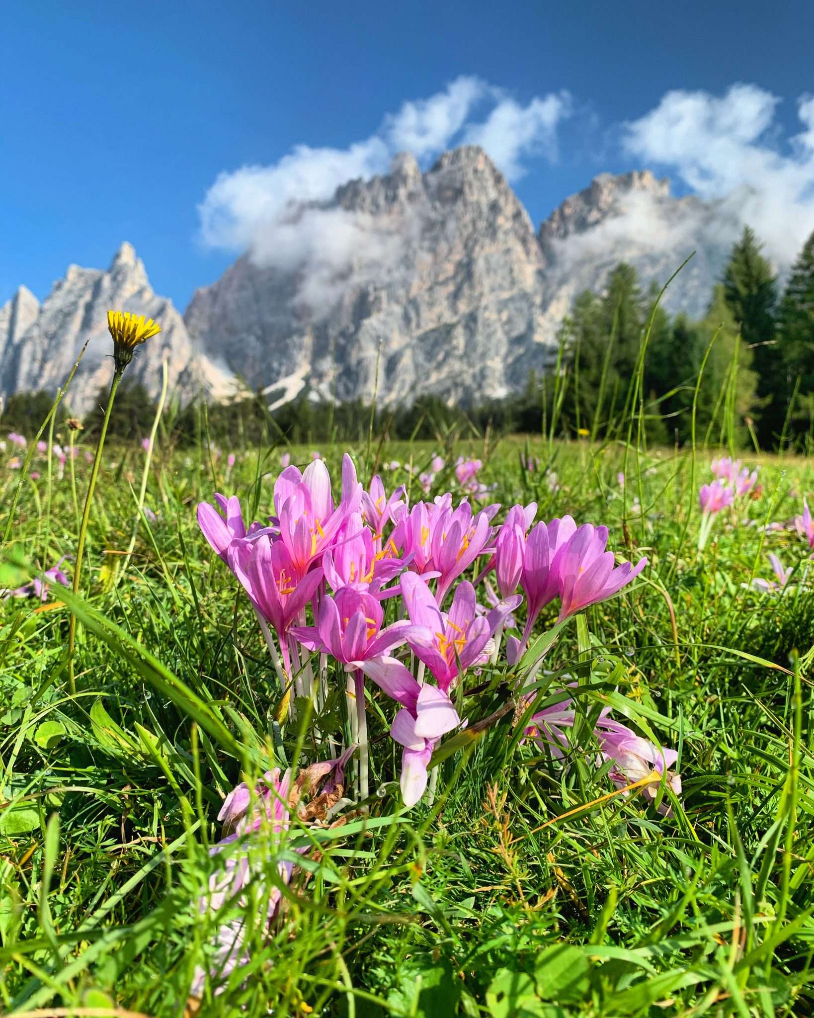 Primavera a Cortina, fiori in primo piano con Pomagagnon sullo sfondo