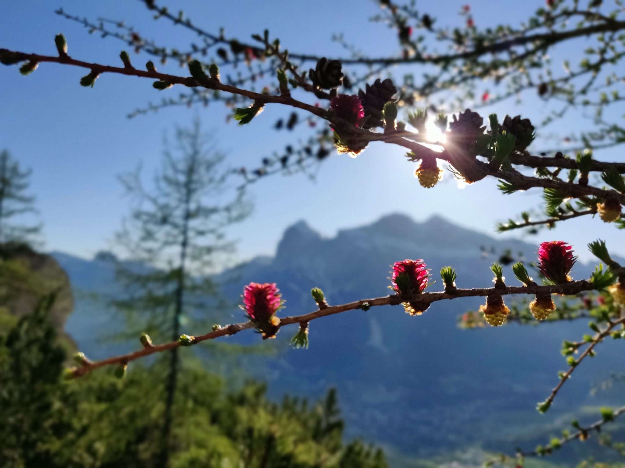 Germoglio di larici nella primavera a Cortina d'Ampezzo