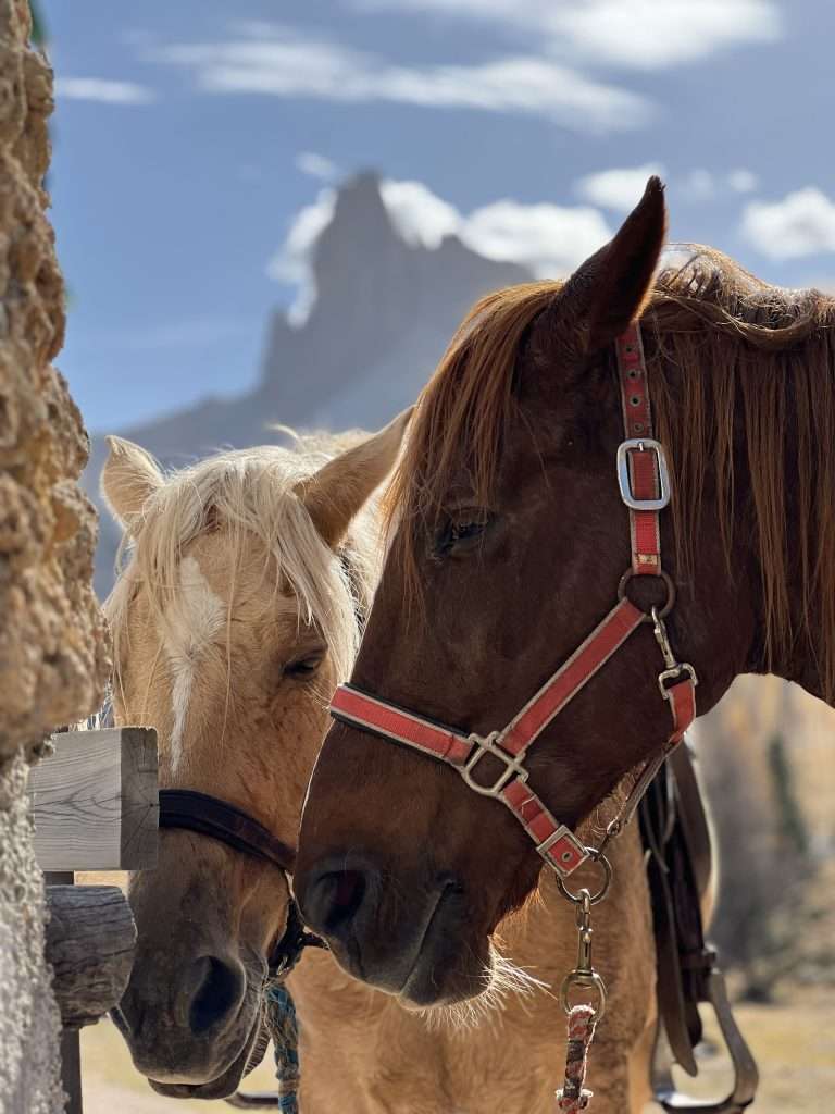 Cavalli a Croda da Lago-sullo sfondo il Becco di Mezzodì a Cortina d'Ampezzo