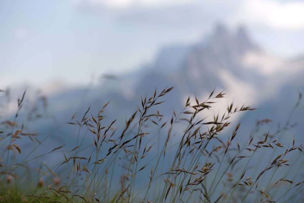 Fiori a Cortina d'Ampezzo, sullo sfondo Croda da Lago