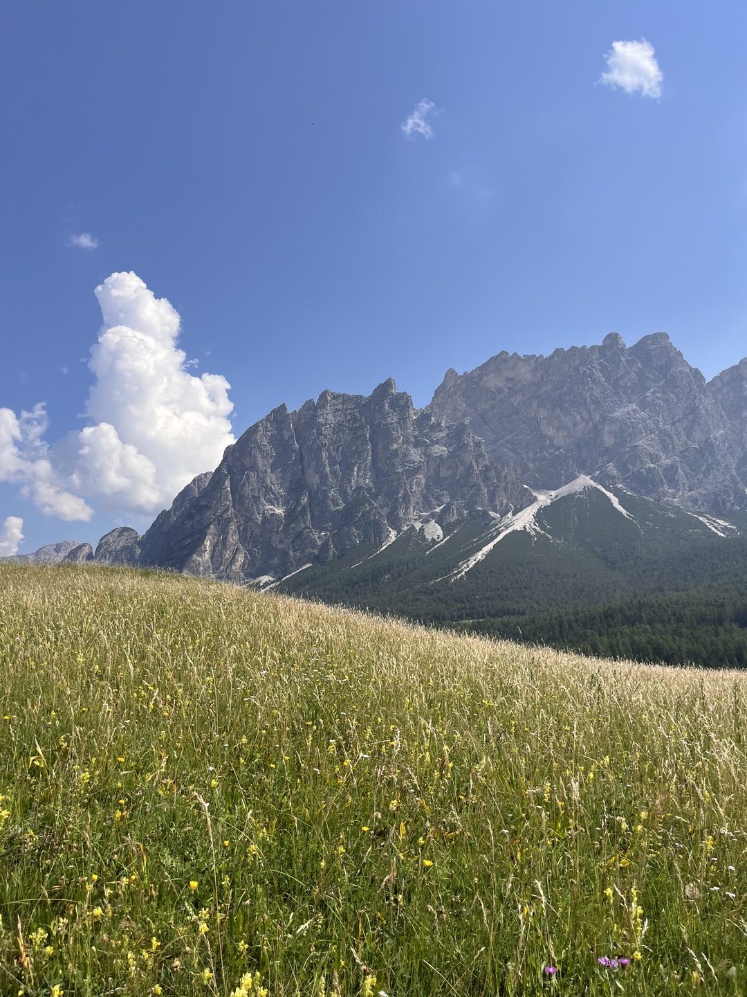 Pomagagnon in estate (1)