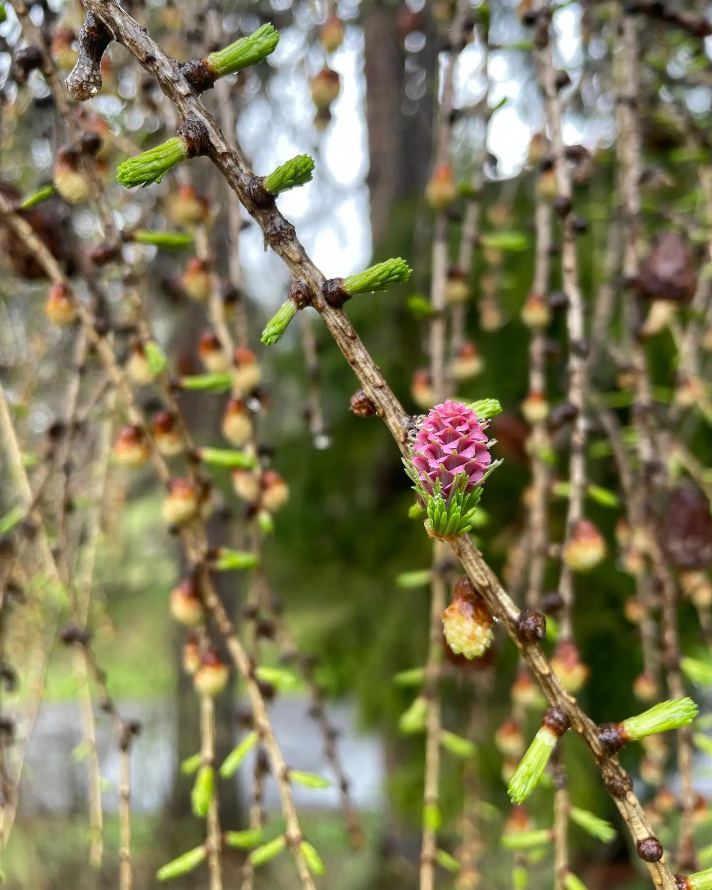 Germoglio in primavera
